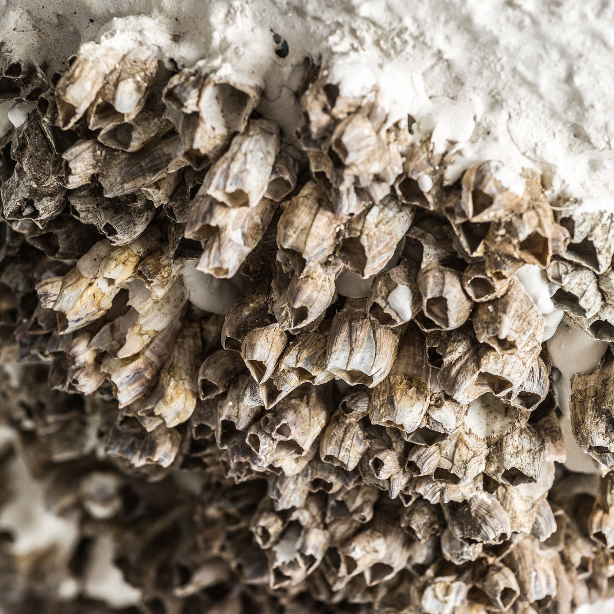 Primer plano de percebes, que se asemejan a elementos de diseño moderno, adheridos a una superficie blanca rugosa. Sus densas estructuras tubulares crean una textura interesante que evoca la cálida iluminación de la Lámpara de mesa de terracota y yute Thora.